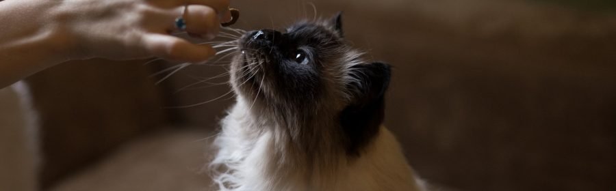 beloningen - kattenvoeding